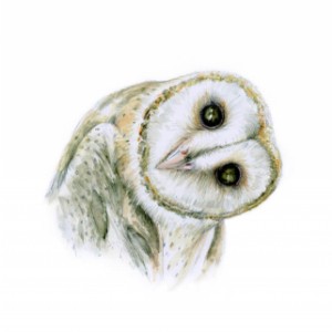 Eiremade Irish Art Barn owl – wildlife art – A4 prints